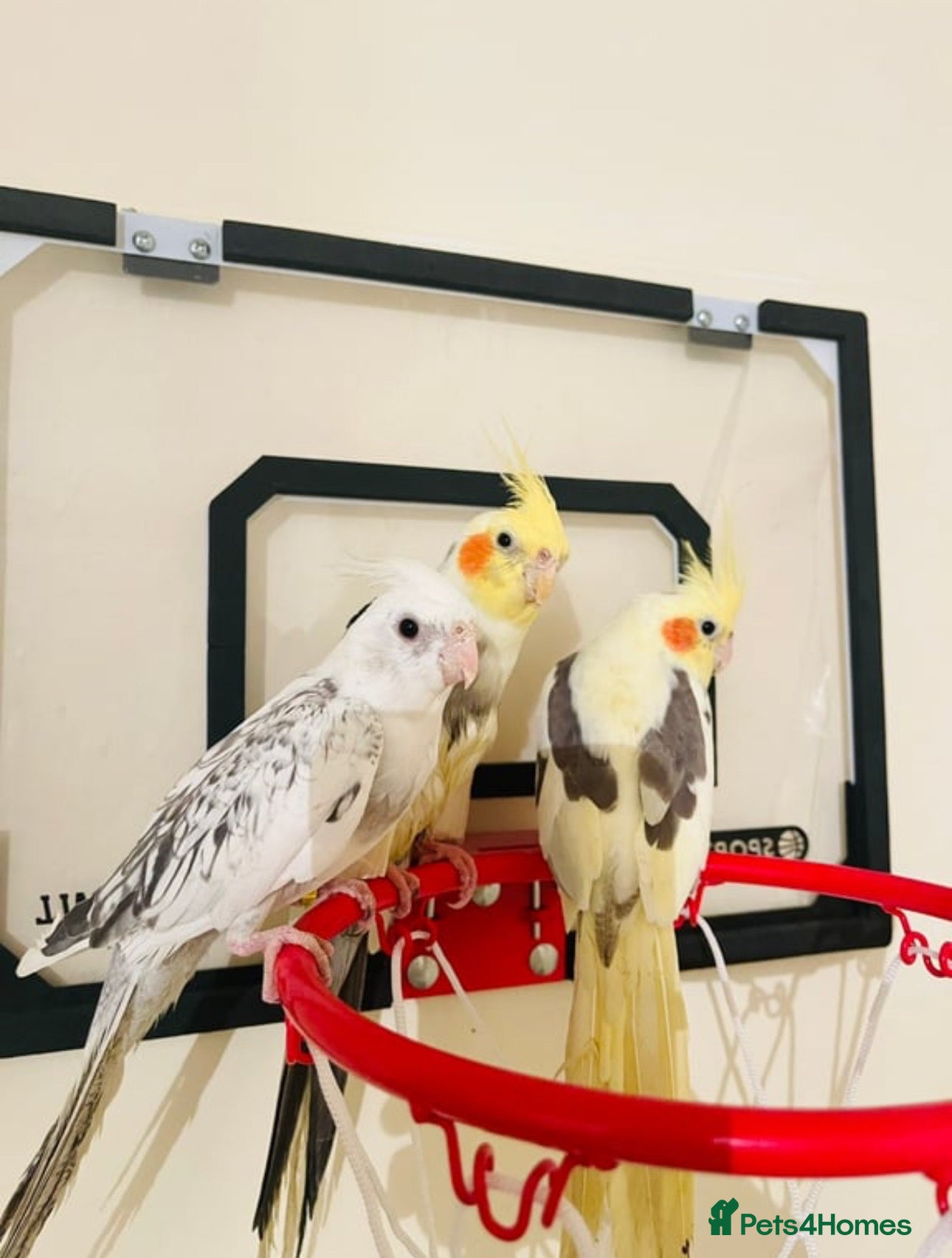 Cockatiels birds Hand Tamed/Untamed Beautiful Cockatiels available - Advert 2