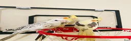 Cockatiels birds for sale: Hand Tamed/Untamed Beautiful Cockatiels available - Advert 2