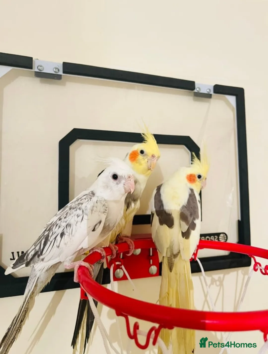 Cockatiels birds for sale: Hand Tamed/Untamed Beautiful Cockatiels available - Advert 2