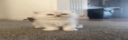 British Longhair cats for sale: British Longhair Boy  - Advert 6