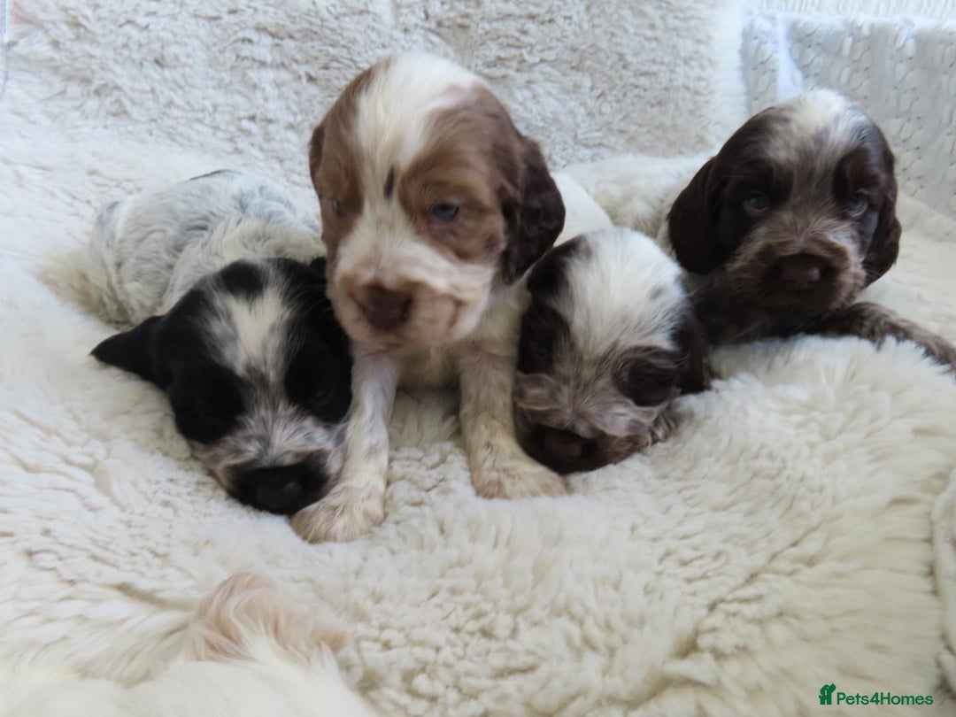 Cocker Spaniel dogs for sale: ❤️‍🔥❤️‍🔥💥Show Type Cocker Spaniel Puppies - Advert 7