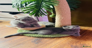 Scottish Fold cats - Advert 2