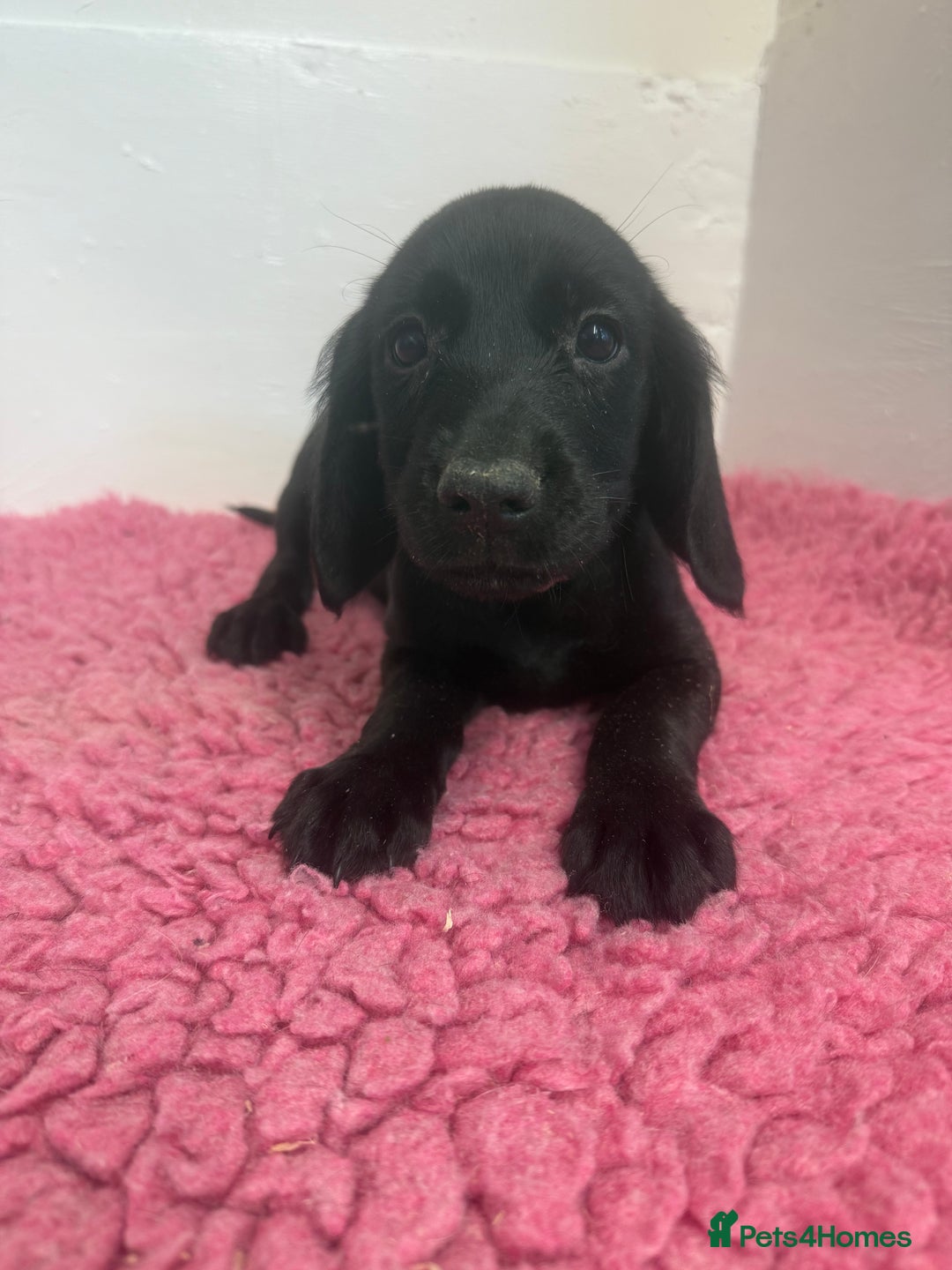 Cockerdor dogs for sale: Gorgeous Cockador Girls - Image 25