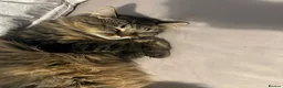 Mixed Breed cats for sale: Beautiful Longhaired Tabby Cat Looking for a Home - Advert 3