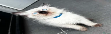 Ragdoll 7