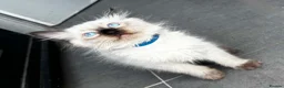 Ragdoll cats for sale: Pure breed ragdoll kittens READY NOW  - Advert 11