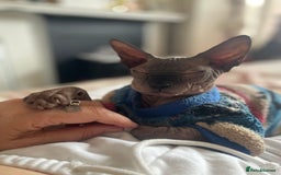 Sphynx cats for sale: Male sphynx kitten looking for forever slave - Advert 1