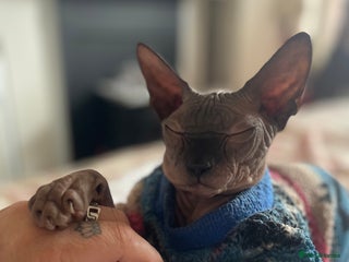 Sphynx cats Male sphynx kitten looking for forever slave - Advert 7