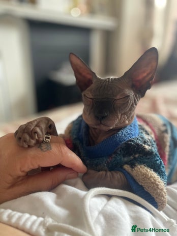 Sphynx cats Male sphynx kitten looking for forever slave - Advert 1