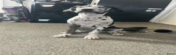 Great Dane dogs for sale: 5 month Great Dane girl  in Sheffield - Advert 3