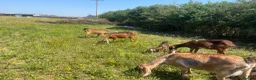 Goats livestock for sale: Anglo Nubians Boer and sannen  in Stevenage - Advert 6