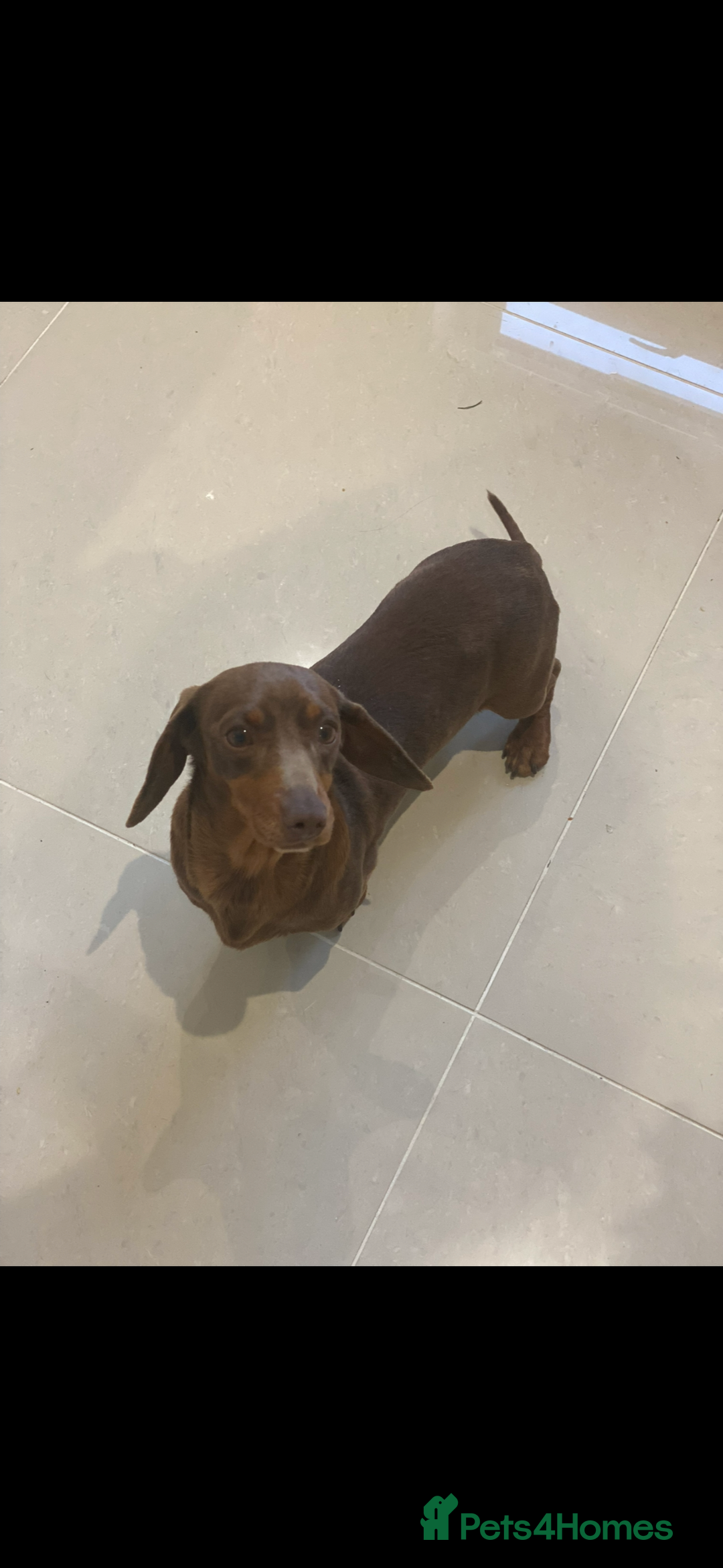 Miniature Dachshund dogs for sale: 6 KC miniature dashound puppies  - Advert 14