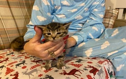 Mixed Breed cats for sale: Male tabby and Calico female  - Advert 14