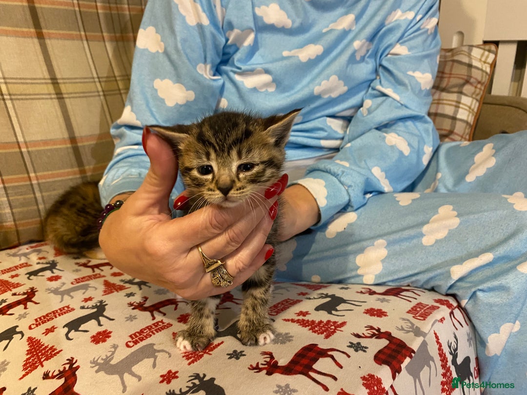 Mixed Breed cats for sale: Male tabby and Calico female  - Advert 14