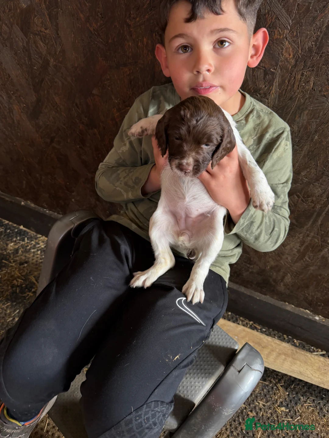 English Springer Spaniel dogs for sale: English Springer Spaniel Puppies (Working parents) - Advert 8