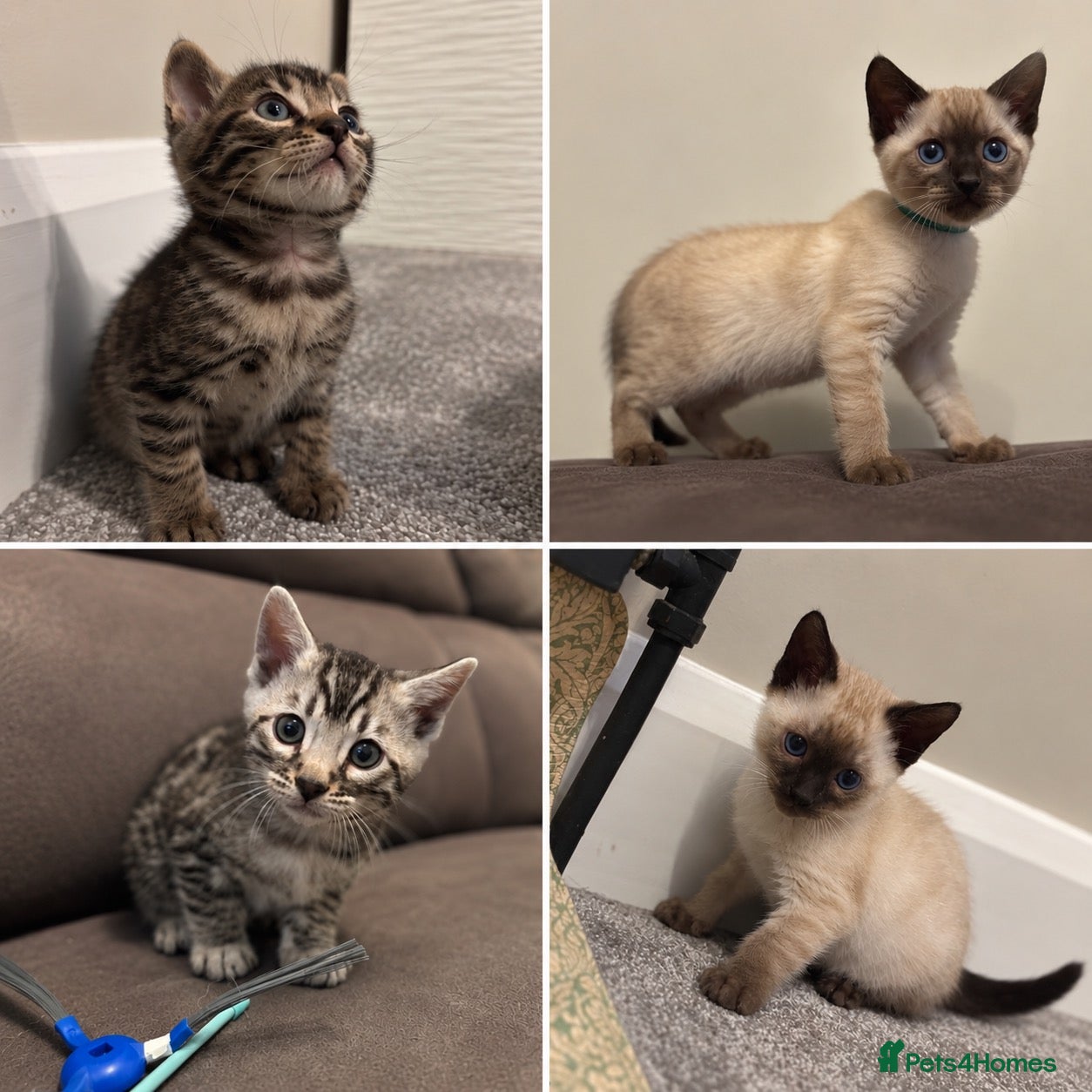 Bengal cats Beautiful Rare Bengal Tica Kittens - Advert 1
