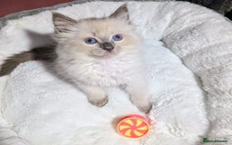 Ragdoll cats for sale: 💕💛GCCF Registered 💛💕Pedigree Ragdoll kittens - Image 12