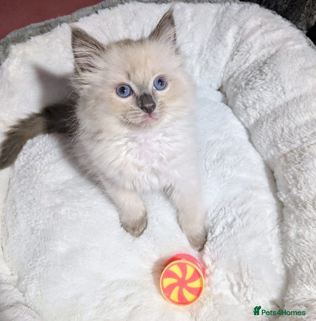 Ragdoll cats for sale: 💕💛GCCF Registered 💛💕Pedigree Ragdoll kittens - Image 12