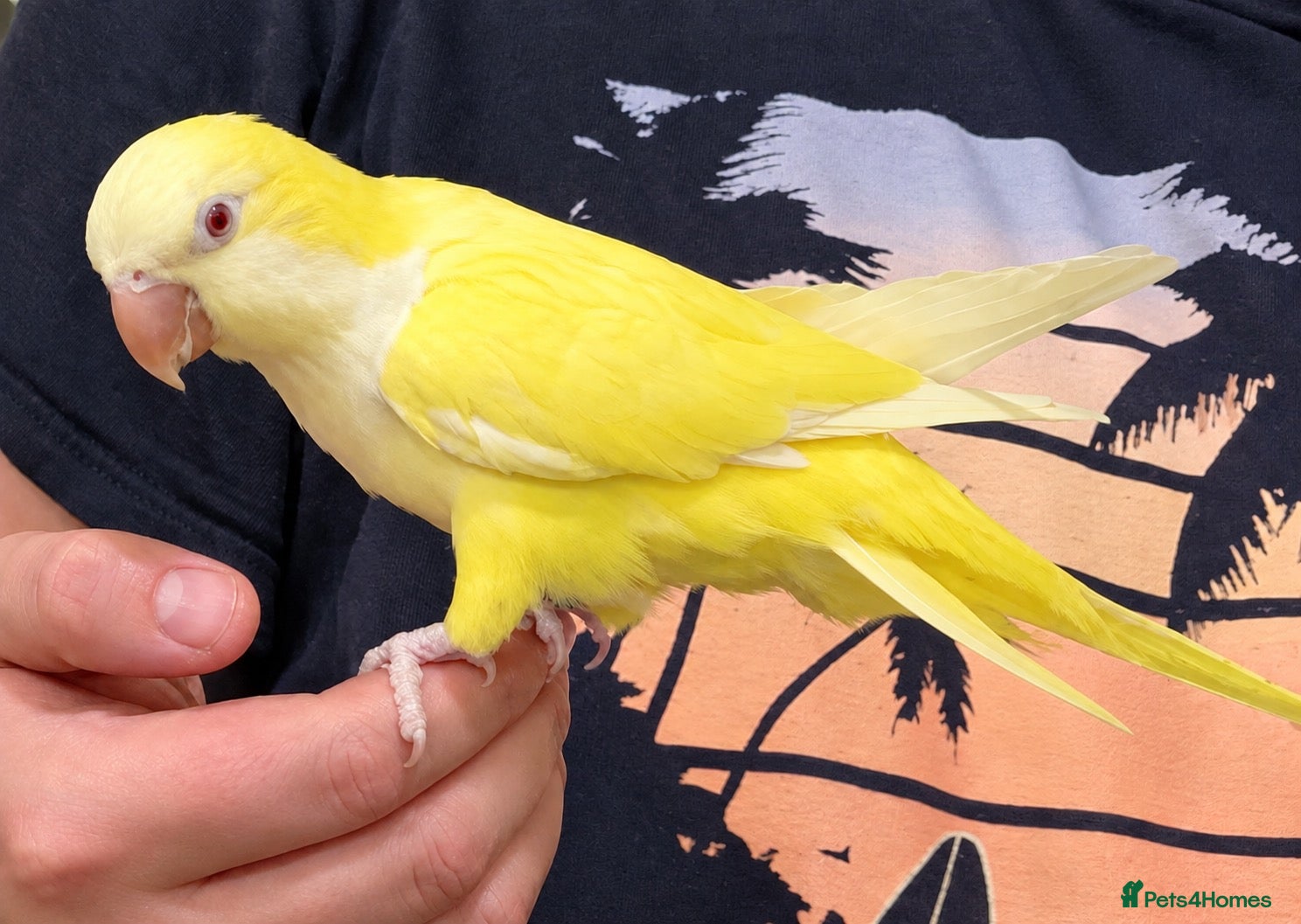 Budgerigars birds Tame yellow quaker - Advert 17