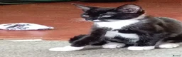 Mixed Breed cats for sale: Black and white kitten in Nottingham - Advert 1