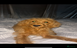 Labradoodle dogs for sale: Beautiful F1b Red Miniature Labradoodle  - Image 6