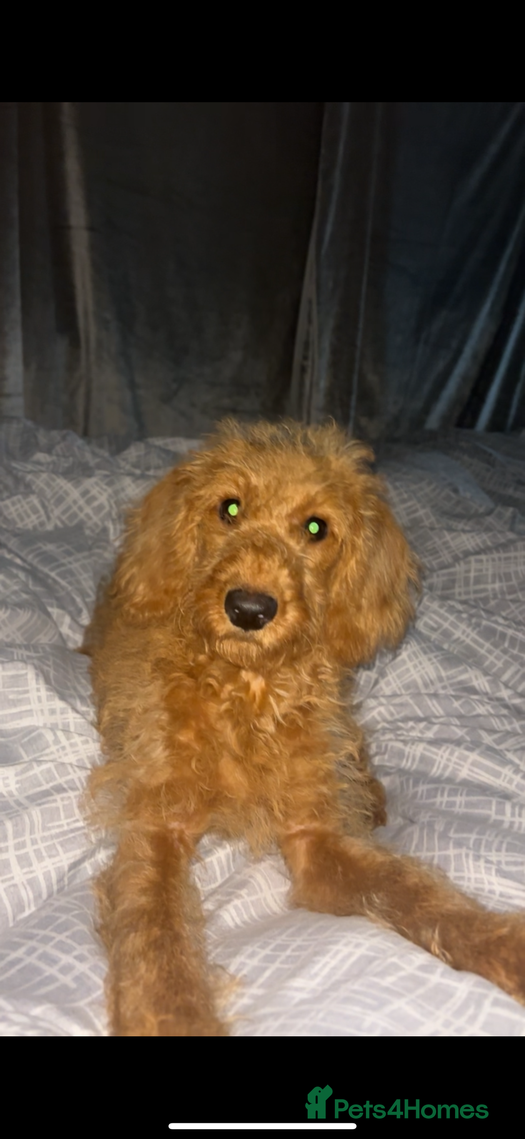 Labradoodle dogs for sale: Beautiful F1b Red Miniature Labradoodle  - Image 6