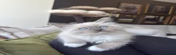 Ragdoll cats for sale: Pure bred European Ragdolls  - Advert 7