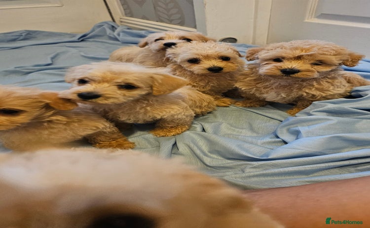Mixed Breed dogs - Advert 8