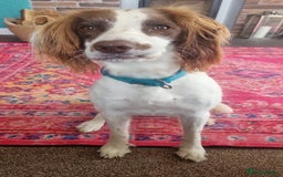 English Springer Spaniel dogs for sale: Willow  - Image 3