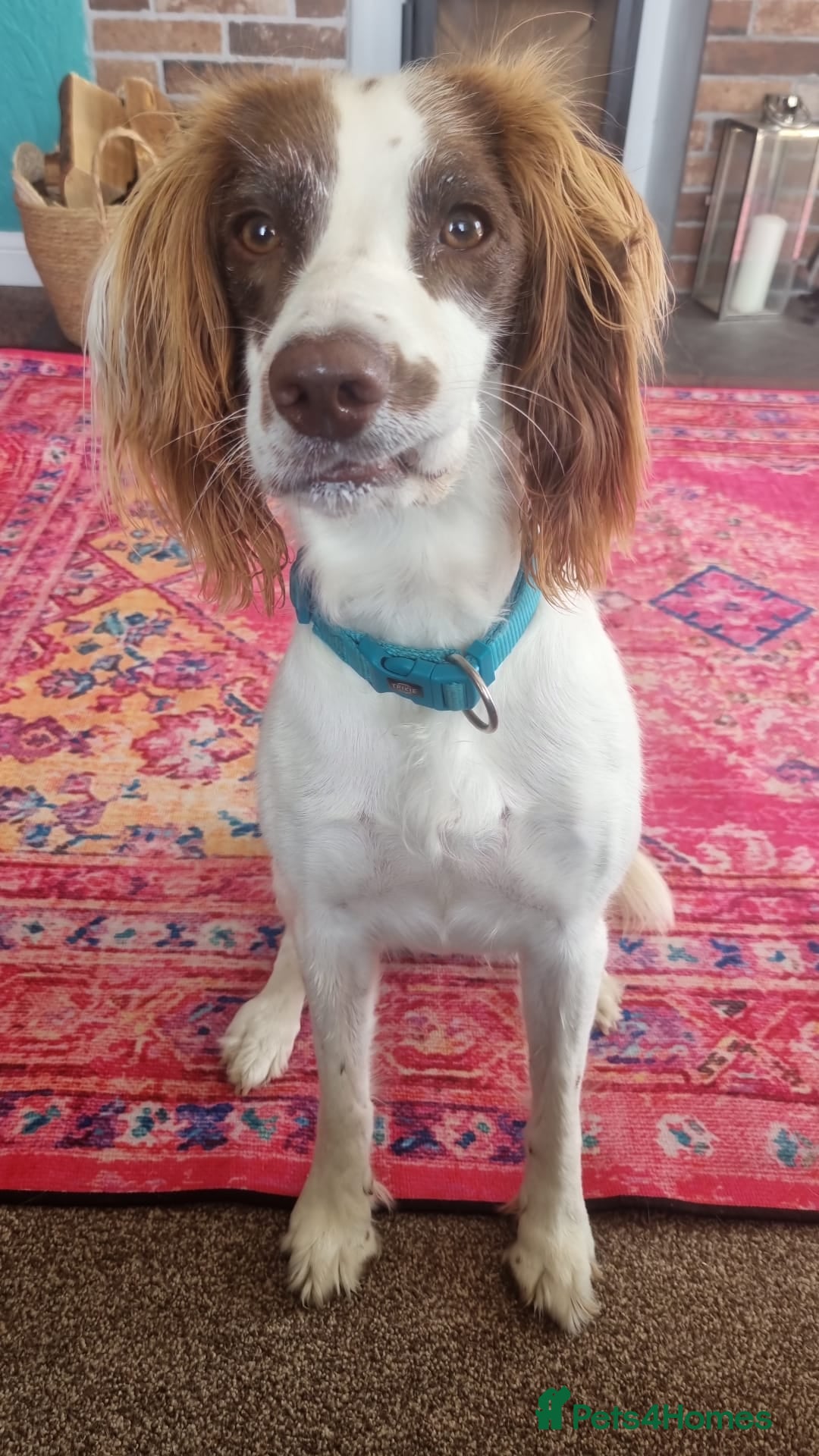 English Springer Spaniel dogs for sale: Willow  - Image 3