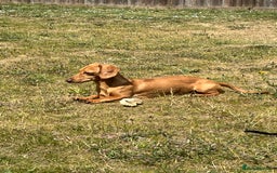Miniature Dachshund dogs for sale: Mini sausage looking for loving home - Image 2