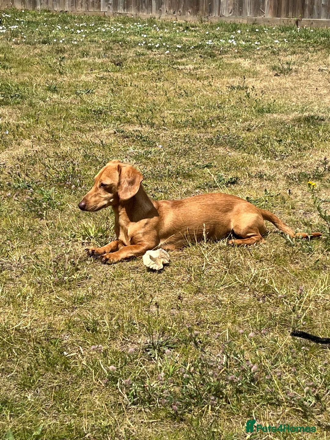 Miniature Dachshund dogs for sale: Mini sausage looking for loving home - Image 2