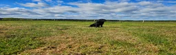 Labrador Retriever dogs for stud: Working labradror gundog for stud - Advert 2