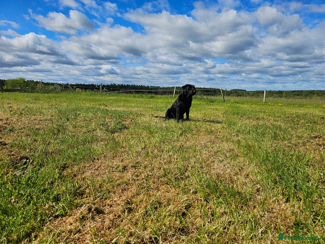Labrador Retriever dogs for stud: Working labradror gundog for stud - Advert 2