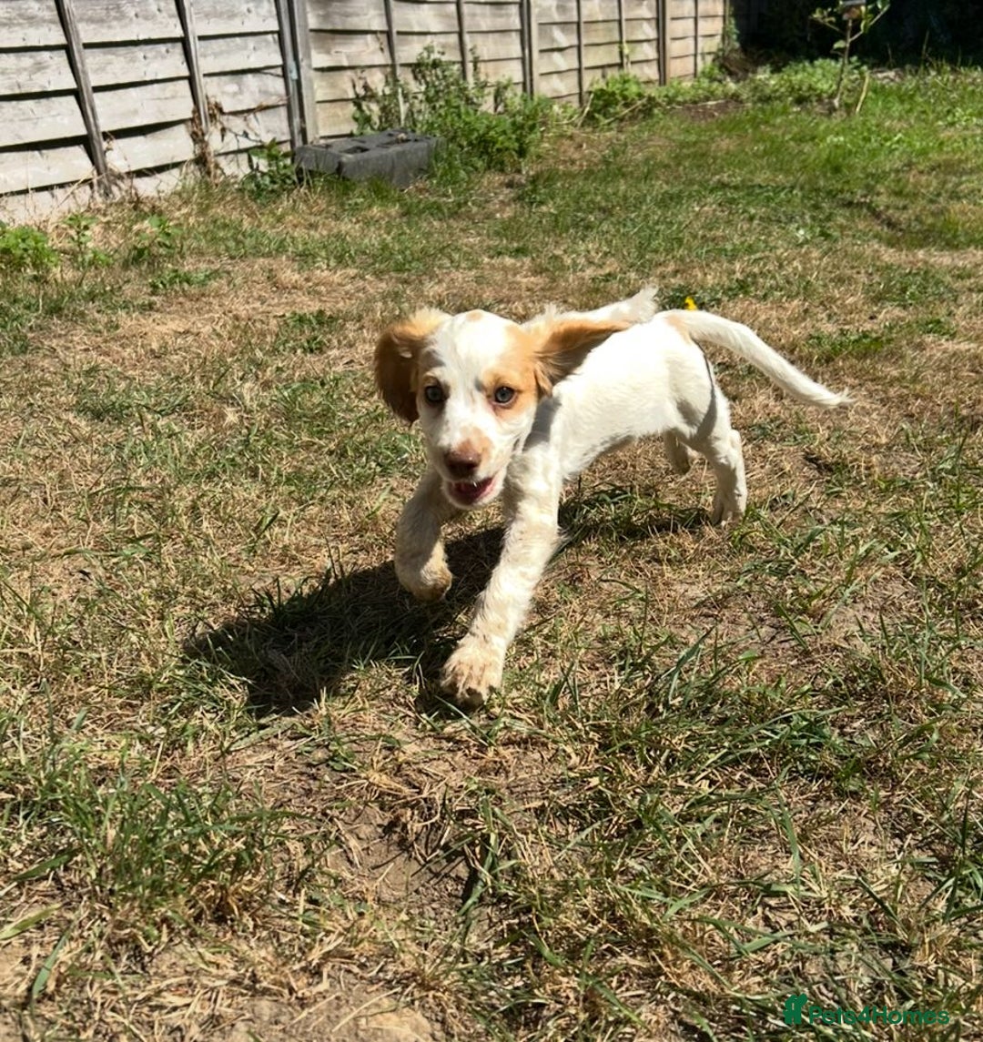 Cocker Spaniel dogs for sale: Gorgeous cocker spaniel puppies  - Image 7