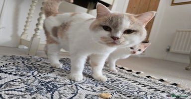 British Shorthair cats - Advert 16