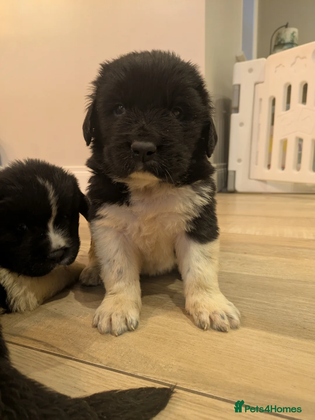 Newfoundland dogs for sale: Newfoundland pups  - Advert 13