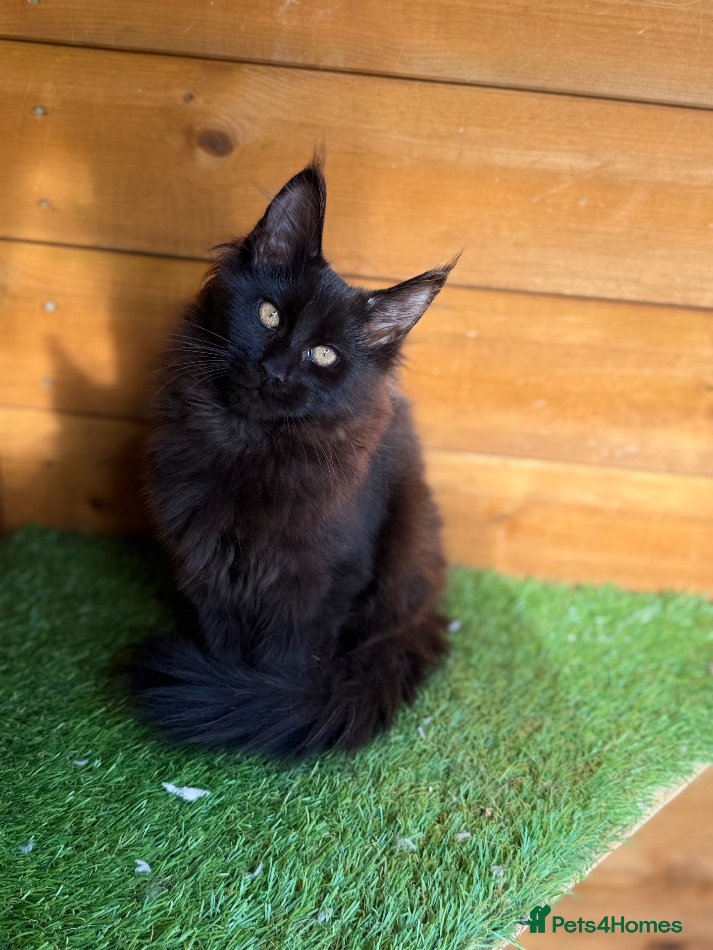 Maine Coon cats for sale: Baby Black Smoke TICA Maine Coon Kittens - Advert 2