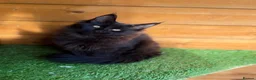 Maine Coon cats for sale: Baby Black Smoke TICA Maine Coon Kittens - Advert 1