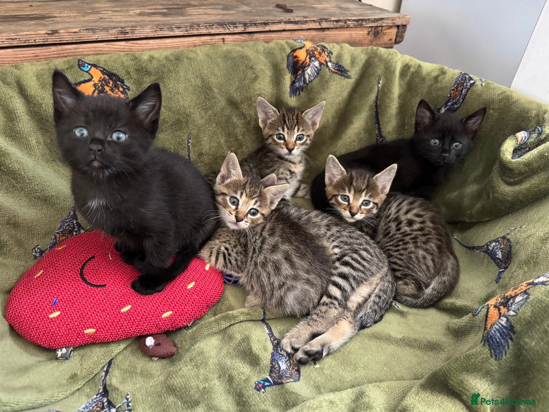 Savannah cats for sale: Savannah x Dorset Lad  - Image 15