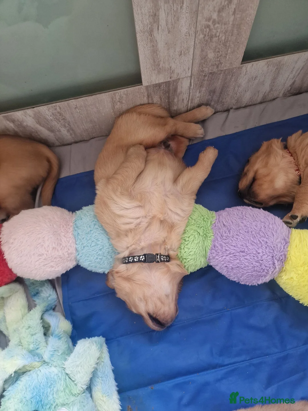 Golden Retriever dogs for sale: Stunning dark golden retriever puppies for sale - Advert 10