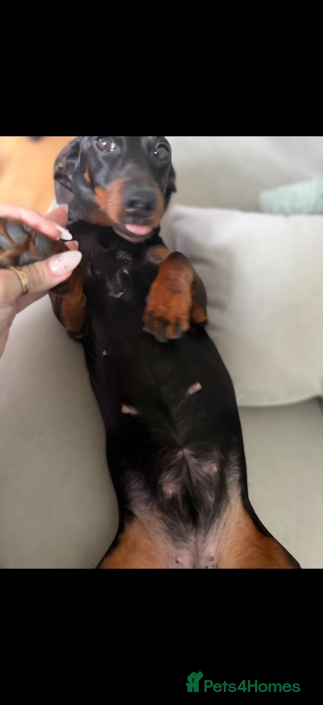 Miniature Dachshund dogs for sale: 4 miniature daschund puppies - Advert 1