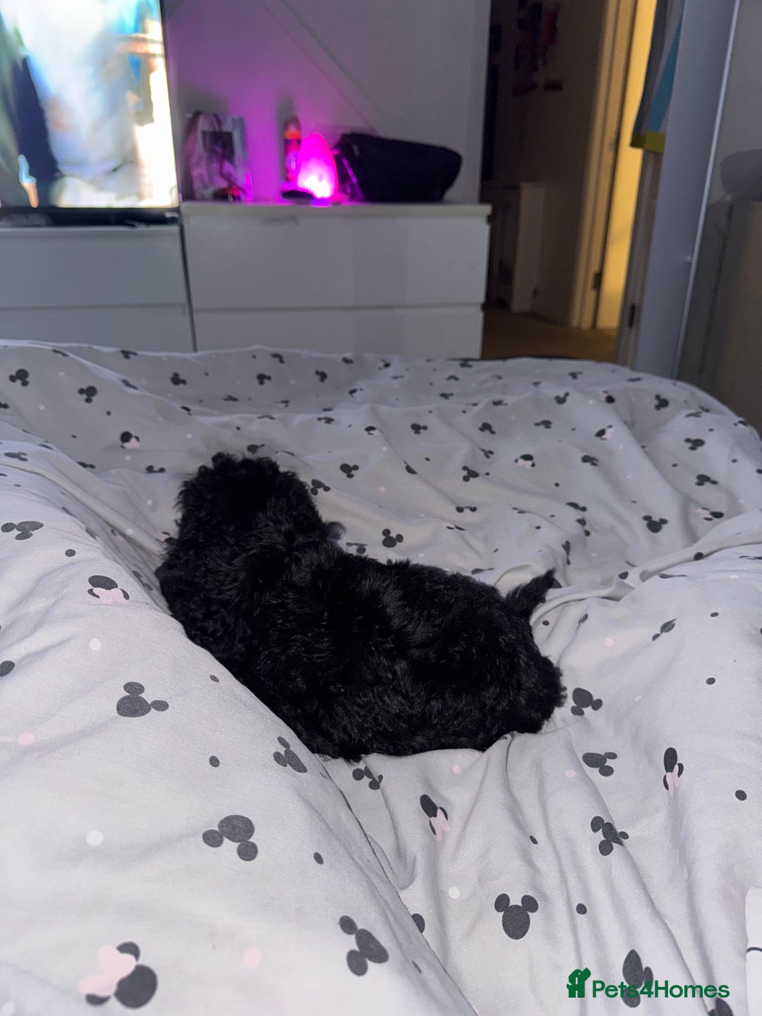 Cockapoo dogs for sale: Cockapoo black pup - Image 6