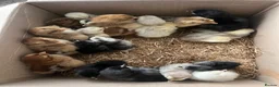 Chickens poultry for sale: Hatching eggs , day old chicks , growers and layer - Advert 12