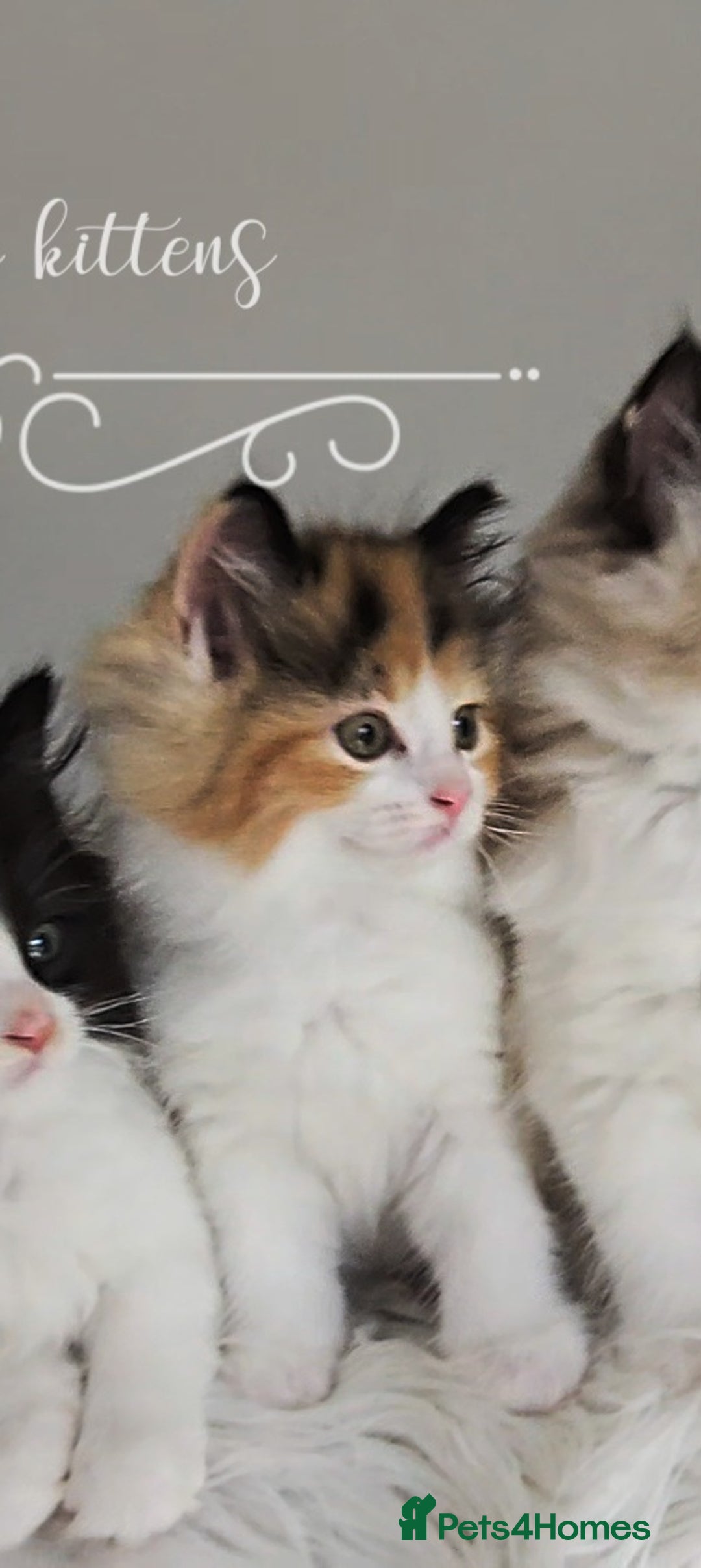 Ragdoll cats for sale: BEAUTIFUL CROSS RAGDOLL/PERSIAN 😻😻😻😻 - Image 16