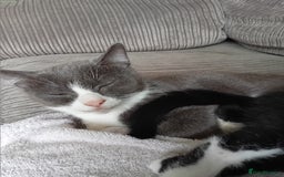 British Shorthair cats for sale: Male kitten - Image 1