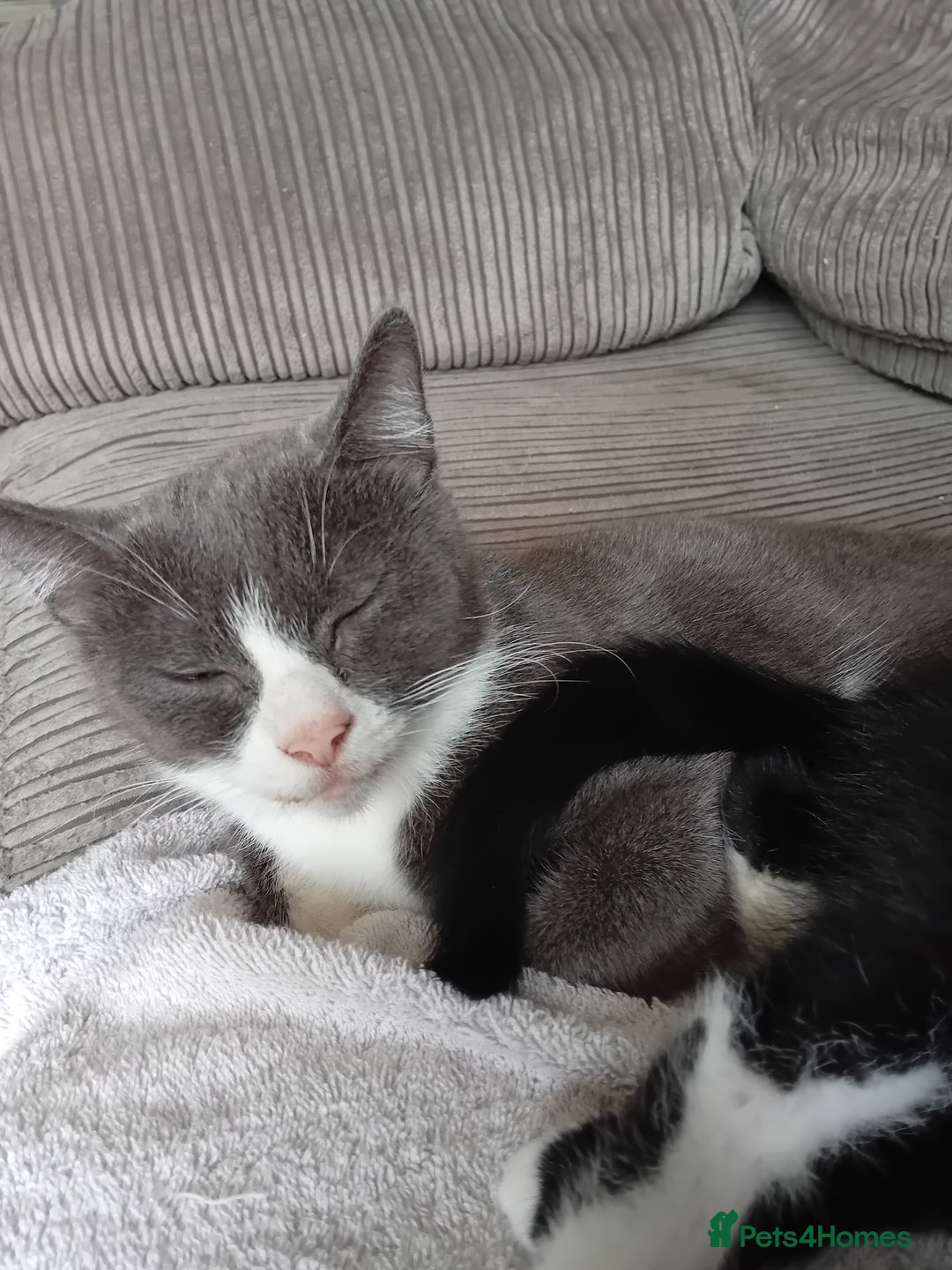 British Shorthair cats for sale: Male kitten - Image 1