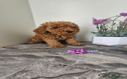 Toy Poodle dogs for sale: Beautiful Red Toy Poodle Puppies - Image 12