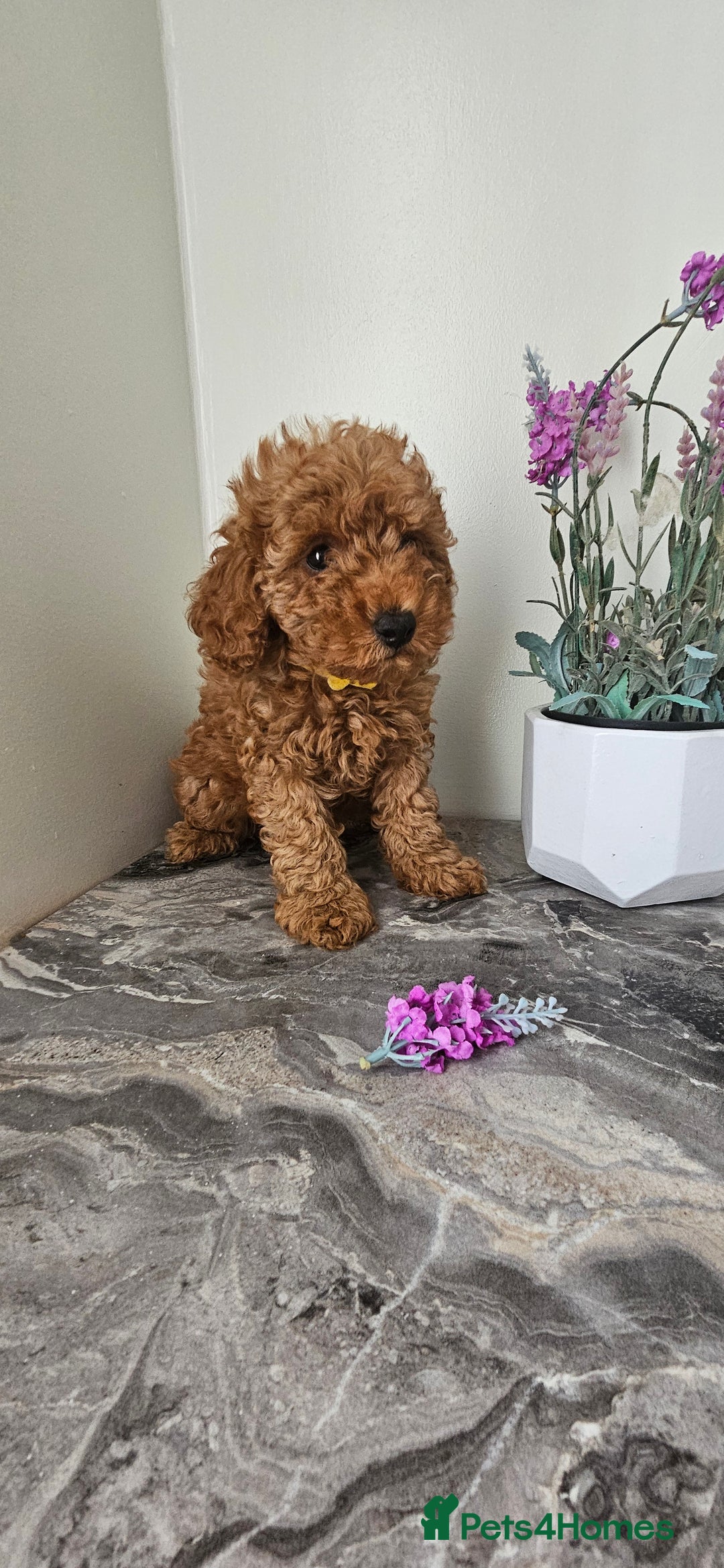 Toy Poodle dogs for sale: Beautiful Red Toy Poodle Puppies - Image 12