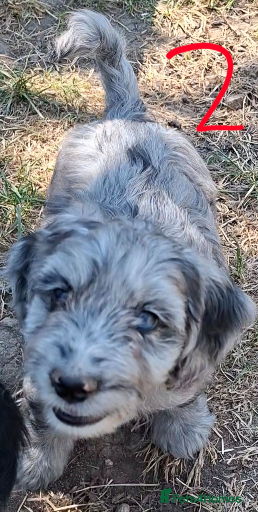 Cockapoo dogs F1 Cockapoo Pups  - Advert 2